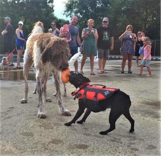 In pre-Covid times, on the last day of the swim season, Covington Parks & Rec opened Goebel Pool to dogs and their owners.