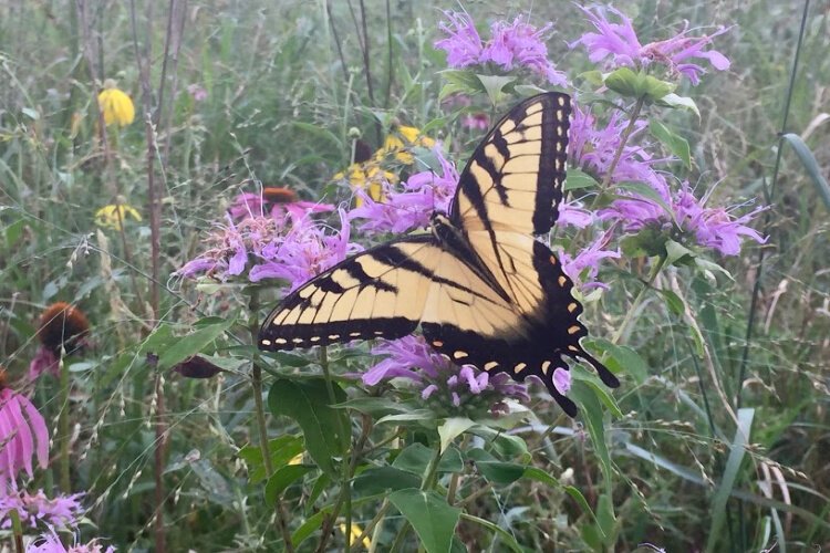 NKU is working with area schools to expand habitat for bees and butterflies.
