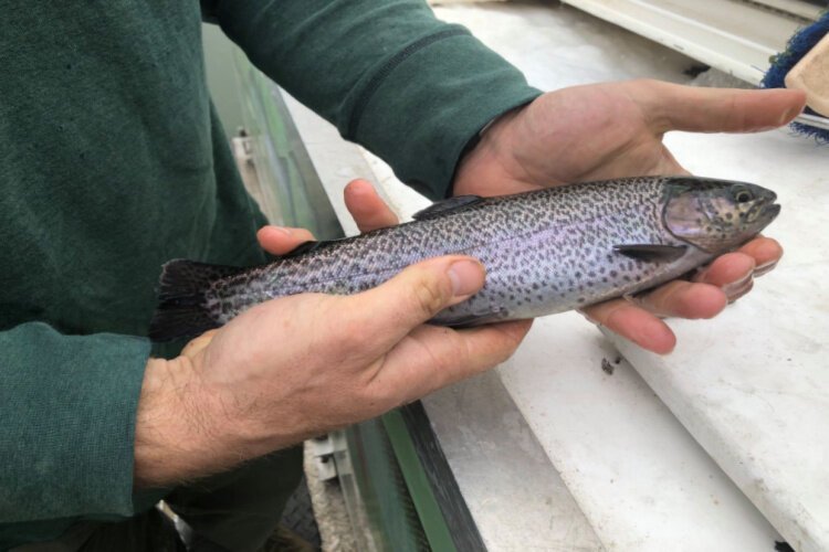 About 750 rainbow trout, 10 inches or larger, were delivered to Prisoners Lake.