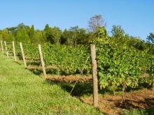 Vineyard Abstract