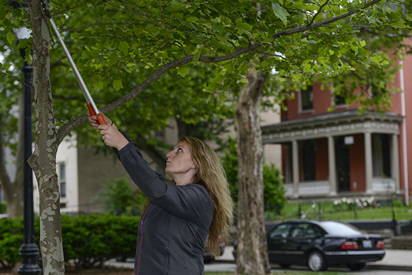 Courtney hand-trims a tree in Covington's Westside neighborhood.