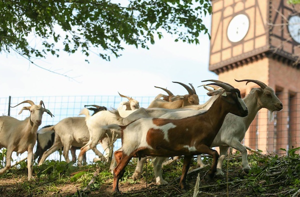 Goats graze in Covington's Mainstrasse