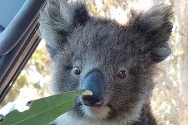 koalalist.jpg